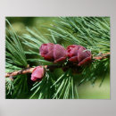 Pesquisar por miniatura pôsteres pósteres Para ela