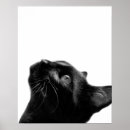 Pesquisar por animais estimação pôsteres pósteres Animal