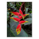Pesquisar por heliconia Botânica