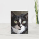 Pesquisar por tuxedo cat cartoes Terno