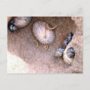 Pesquisar por globos cartoes postais Natureza