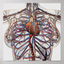 Pesquisar por sistema circulatório pósteres 3d