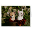 Pesquisar por filhote de cachorro da chihuahua cartoes postais Prumo e pam langrish