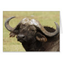 Pesquisar por búfalo africano cartoes postais Savana