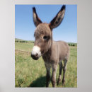Pesquisar por burro pôsteres pósteres Natureza