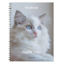 Pesquisar por ragdoll escritorio escola Bonito