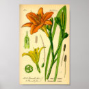 Pesquisar por hemerocallis Planta
