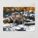Pesquisar por lobo neve cartoes postais Animais