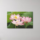 Pesquisar por nucifera do nelumbo China