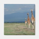Pesquisar por camelopardalis do giraffa Kenya
