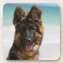 Pesquisar por de cabelos compridos porta copos German shepherd