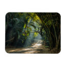 Pesquisar por floresta de bambu imas Paisagem