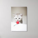 Pesquisar por gatos bonitos impressão de canvas Fotografia de gato