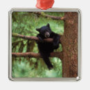 Pesquisar por carnivora ornamentos Fauna