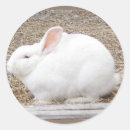 Pesquisar por peluche adesivos Branco