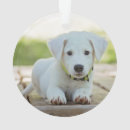 Pesquisar por patas do cão ornamentos Foto