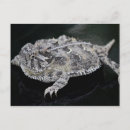 Pesquisar por lizard cartoes postais Sapo
