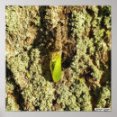 Pesquisar por entomologia pôsteres pósteres Qualquer pessoa