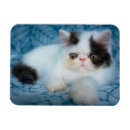 Pesquisar por fluffy cat imas Pet