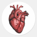 Pesquisar por coração anatômico adesivos Anatomia