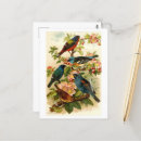 Pesquisar por pássaro norte americano cartoes postais Natureza