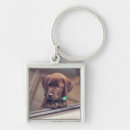 Pesquisar por chocolate labrador chaveiros Animal