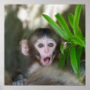Pesquisar por macacos pósteres Japão
