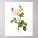 Pesquisar por alba pósteres Flor