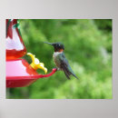 Pesquisar por mato pôsteres pósteres Fotografia