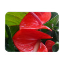 Pesquisar por flower imas Qualquer pessoa