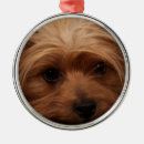 Pesquisar por do yorkshire terrier de natal natal decoração Qualquer pessoa