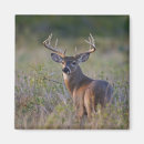 Pesquisar por odocoileus imas Dia