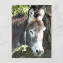 Pesquisar por burro cartoes postais Fofofo