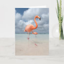 Pesquisar por palm beach cartoes Tropics