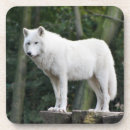 Pesquisar por lobo branco porta copos Cão