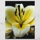 Pesquisar por flores amarelas flyers Para todos