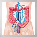 Pesquisar por abdominal pôsteres pósteres Biologia