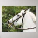 Pesquisar por horse pôsteres pósteres Qualquer pessoa