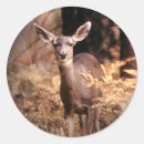 Pesquisar por parque animal selvagem adesivos Floresta