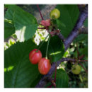 Pesquisar por da cereja pôsteres pósteres Vermelho
