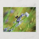 Pesquisar por abelhas cartoes postais Lavanda