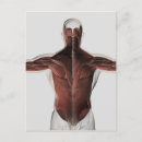 Pesquisar por anatomia humana cartoes postais Ilustrações biomédicas