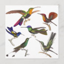 Pesquisar por colibri convites Pássaro