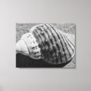 Pesquisar por shell impressão de canvas Arte