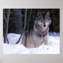 Pesquisar por lobos cinzentos pôsteres pósteres Neve