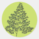 Pesquisar por samambaias adesivos Verde