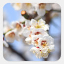 Pesquisar por blossom adesivos Para eles