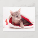 Pesquisar por cartões de do gatinho natal cartoes Para pets