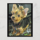Pesquisar por yorkshire terrier cartoes postais Cão pequeno