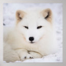 Pesquisar por raposa branca pôsteres pósteres Vida selvagem